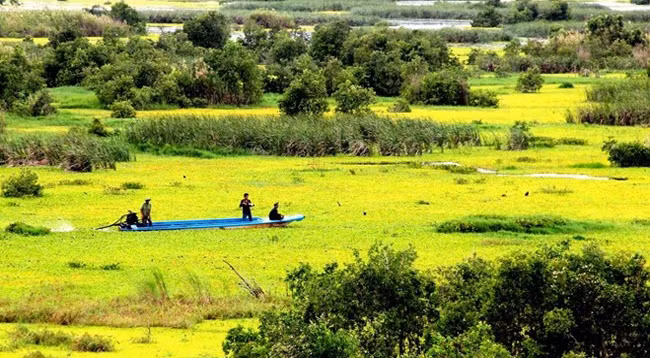 Лес Верхний Уминь находится на территории общин Миньтхуана и Анминьбака уезда Верхнего Уминя провинции Кьенжанга. Фото: baolongan.vn