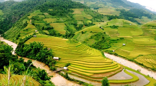 Рисовые террасы в Мукангтяй (Вьетнам). Фото: tuoitre.vn