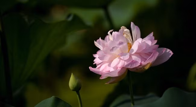 Приятный аромат лотоса в родном городе Президента Хо Ши Мина в мае