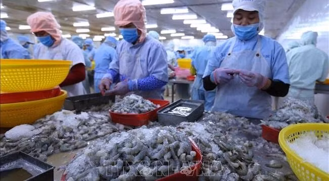 EVFTA открыло новые перспективы для экспорта вьетнамских креветок в ЕС. Фото: VNA
