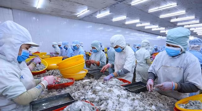 Креветки являются основной экспортной продукцией Вьетнама. Фото: VNA