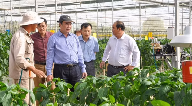 Кандидат наук Фам Ш. (в центре) на территории высокотехнологичного сельскохозяйственного производства в уезде Донзыонг провинции Ламдонг. 