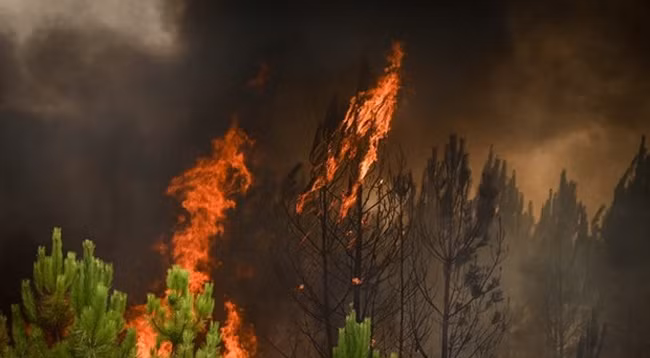 Пожар на юго-западе Франции. Фото: AFP/VNA