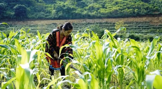 Кукурузу выращивают в провинции Дьенбьен. Иллюстрация: VNA