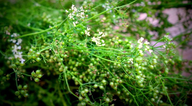 Вьетнамцы из поколения в поколение используют старые ветки кинзы в качестве ароматерапии. Фото: hanoimoi.com.vn