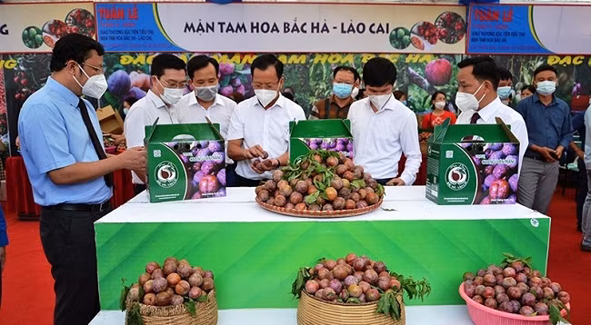 Содействие потреблению сливы Тамхоа в уезде Бакха (Лаокай). Фото: Куок Хонг 