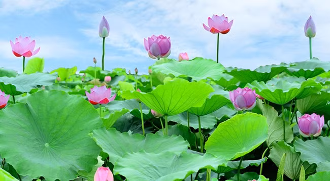 В июне, когда распускается лотос, все деревни Вьетнама наполнены особенным ароматом. Фото: toquoc.vn