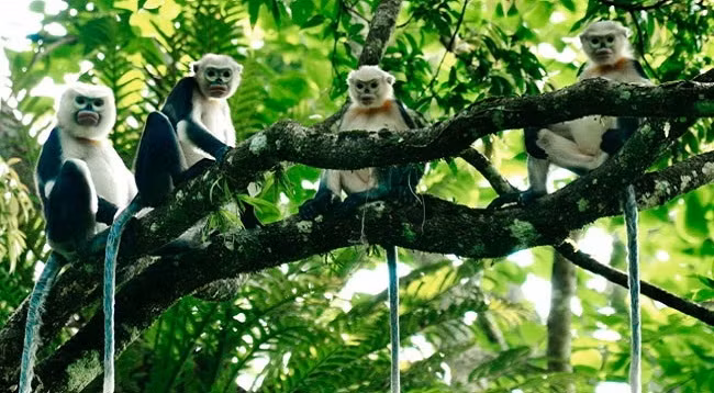 Национальный парк Кукфыонг 