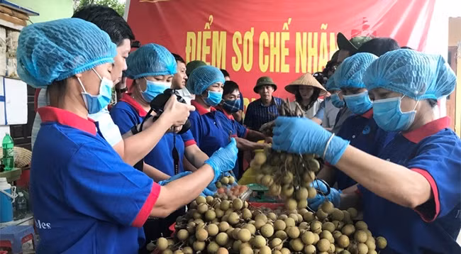 Лонган для экспорта. Фото: Куок Винь