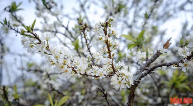 Сливовые деревья покрываются белыми цветами. Фото: Слава Динь 