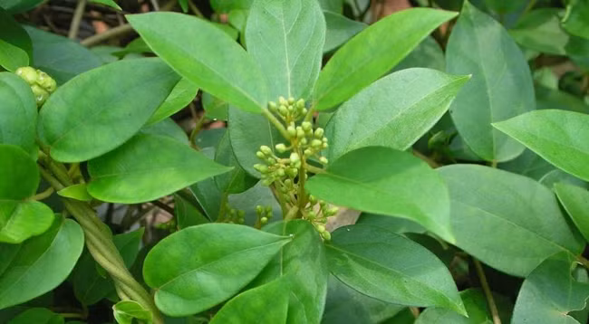 Обнаружили девять веществ вьетнамской лесной джимнемы, используемых в лечении диабета. Фото: nongduocsapa.vn