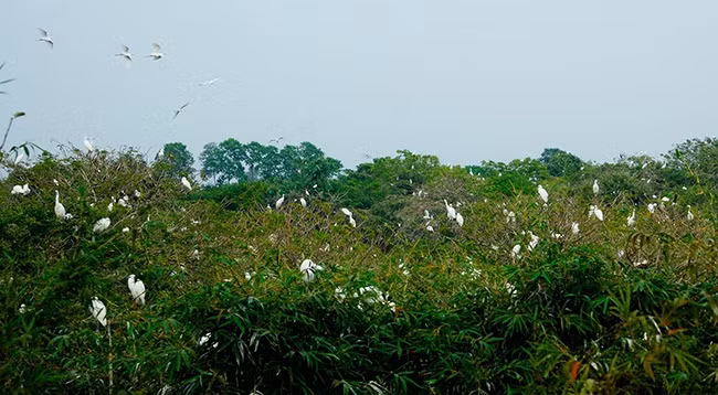 Фото: Тьи Нам