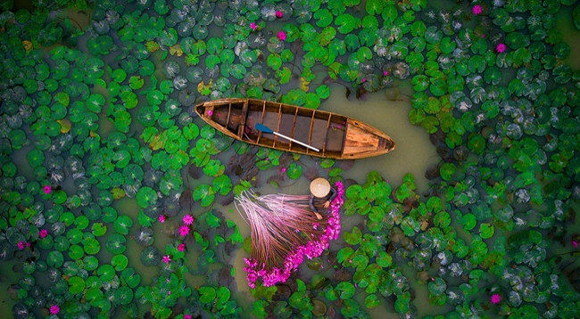 Фотография о женщине, собирающей кувшинки в дельте Меконга (Вьетнам). 