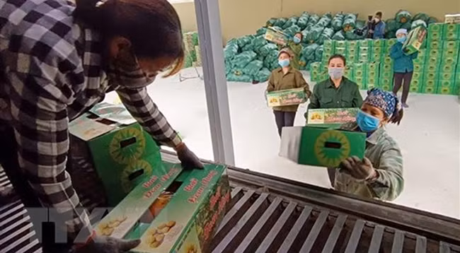 Все экспортируемые фрукты помело соответствуют стандартам VietGAP. Фото: VNA