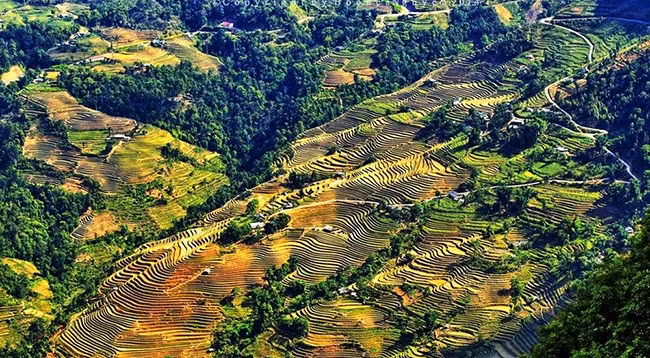 Рисовые террасы в Хоангшуфи. Фото: vietq.vn
