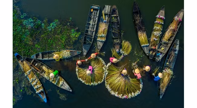 Снимок «Сбор кувшинок». Фото: Кхань Фан