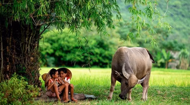 Дети, ухаживающие за буйволом. Фото: thanhnien.vn