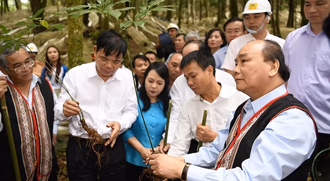Премьер-министр Нгуен Суан Фук посещает плантацию женьшеня Акционерного общества «Компания женьшеня Нгоклинь – Контум». Фото: VGP