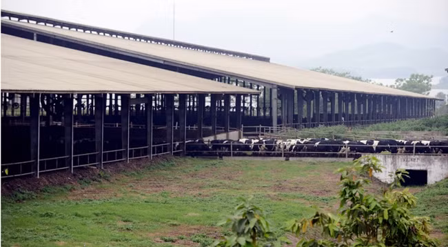 Ферма TH True Milk во Вьетнаме. Фото: news.zing.vn