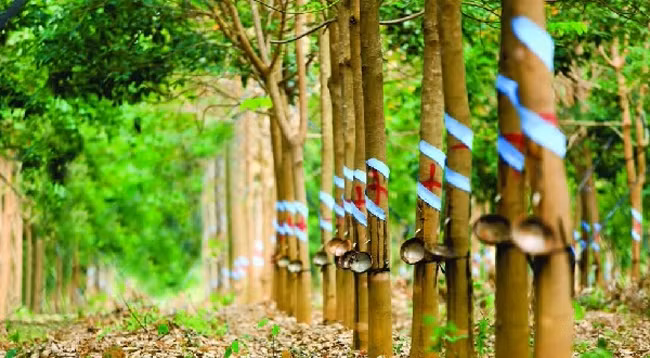 Цена на каучук может повысить из-за сокращения предложения. Фото: vnrubbergroup.com