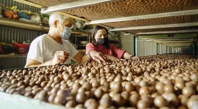 Макадамия приносит огромную экономическую выгоду. Фото: VNA