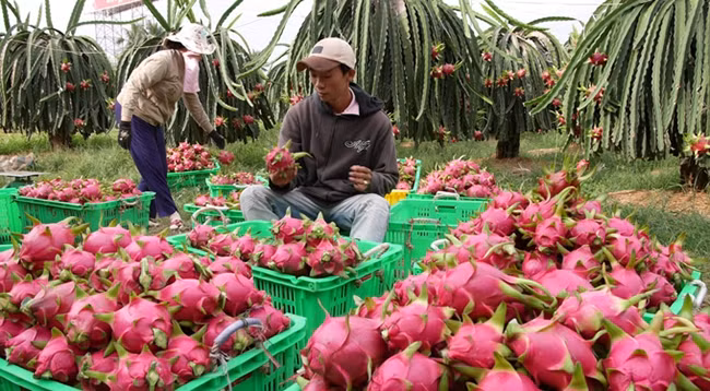 Питайя является одним из самых популярных свежих тропических фруктов, экспортируемых из Вьетнама. Фото: nongnghiep.vn