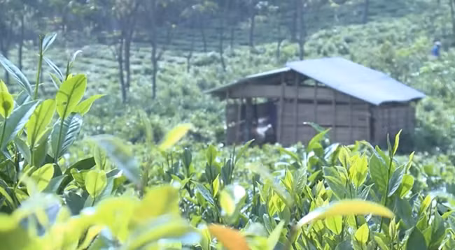 Моктяу известен зелеными чайными плантациями.