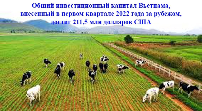 Проект комплекса коровьей фермы, инвестированного Vinamilk на плато Сиангкхуанг (Лаос).