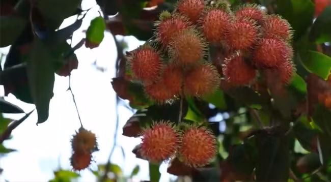 Из 1000 га посевной площади фруктовых деревьев рамбутан составляет более двух третей.