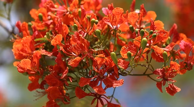 Огненные цветы имеют ярко-красный цвет.