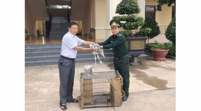 Руководитель пограничной заставы пропускного пункта Дакрюэ передает птиц представителю Национального парка Йокдон. Фото: baodaklak.vn