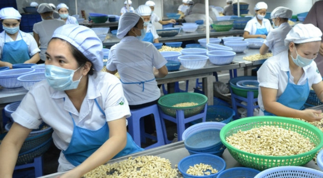 Переработка кешью на одном заводе в провинции Биньфыок. Фото: tuoitre.vn