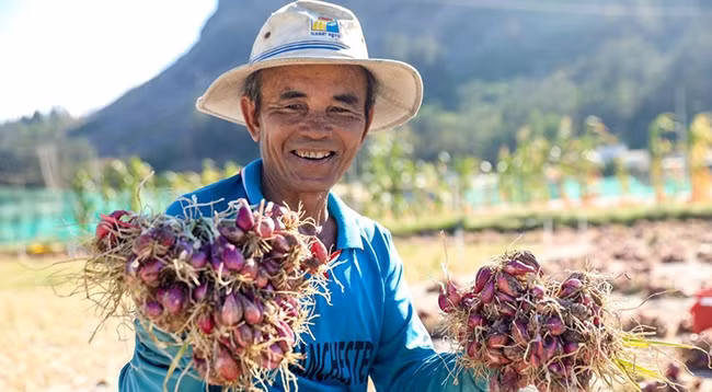 В этом году цена лука-шалота увеличилась по сравнению с прошлым годом. 