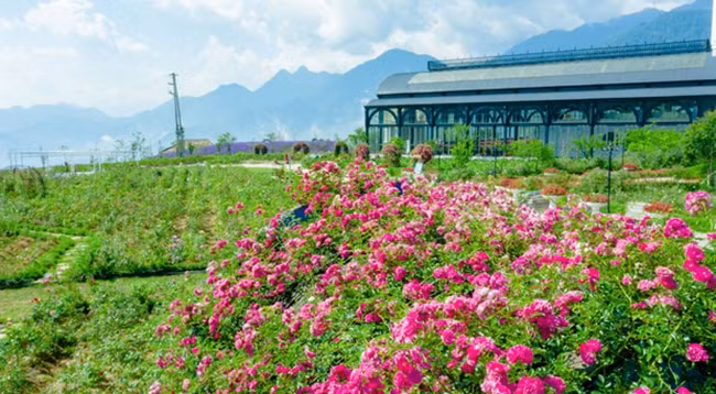 Долина роз имеет площадь около 50 000 квадратных метров. Фото: tintuc.vn