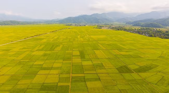 Участки поля Мыонгтхань в это время удивительно красивы.