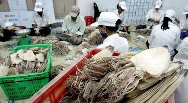 Россия импортирует много видов вьетнамского свежего, замороженного и соленого осьминога. Фото: thuongtruong.com.vn