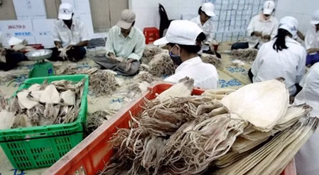 Россия импортирует много видов вьетнамского свежего, замороженного и соленого осьминога. Фото: thuongtruong.com.vn