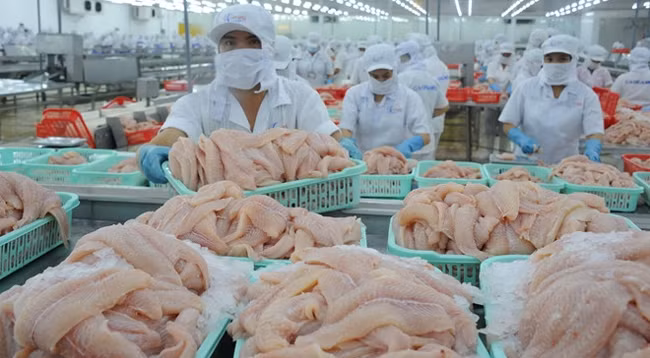 Пангасиус Вьетнама имеет много преимуществ на региональной игровой площадке. Фото: thanhnien.vn