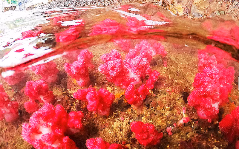 Полюбуемся кораллами в бухте Халонг ảnh 8