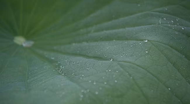 Сезон лотоса в Ханое ảnh 2