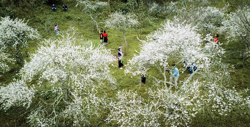 Белые цветы сливы распустились в западной части провинции Нгеан ảnh 9