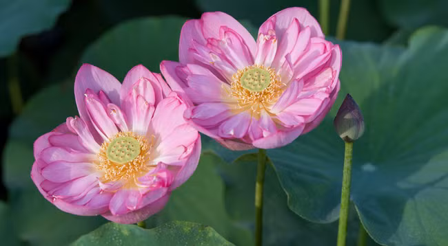 Сезон лотоса в Ханое ảnh 4