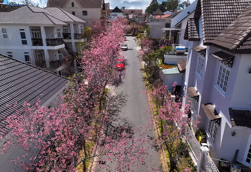 Распускаются цветы тайской сакуры в центре Далата ảnh 6