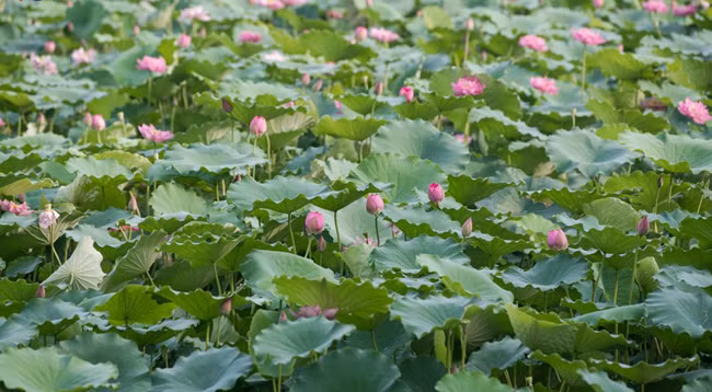 Сезон лотоса в Ханое ảnh 5