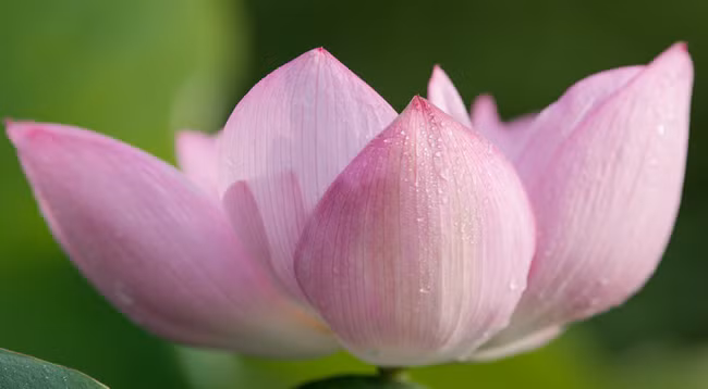 Сезон лотоса в Ханое ảnh 6