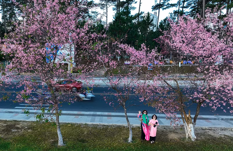 Распускаются цветы тайской сакуры в центре Далата ảnh 2