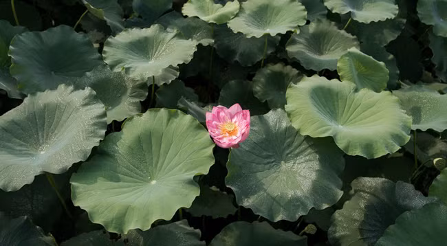 Сезон лотоса в Ханое ảnh 7