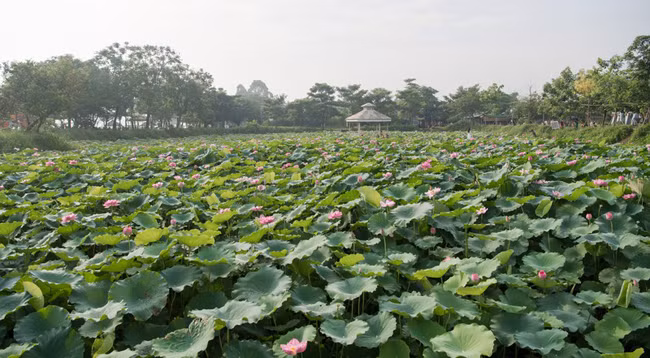 Сезон лотоса в Ханое ảnh 10