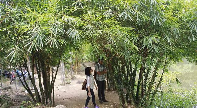 Зеленое пространство в бамбуковом музее у горы Шонча ảnh 2