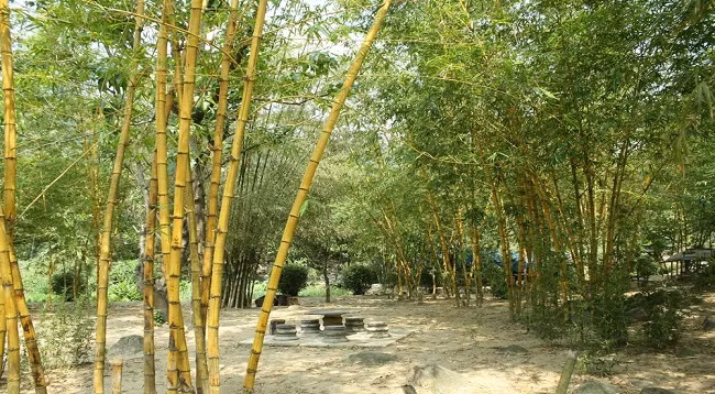 Зеленое пространство в бамбуковом музее у горы Шонча ảnh 3